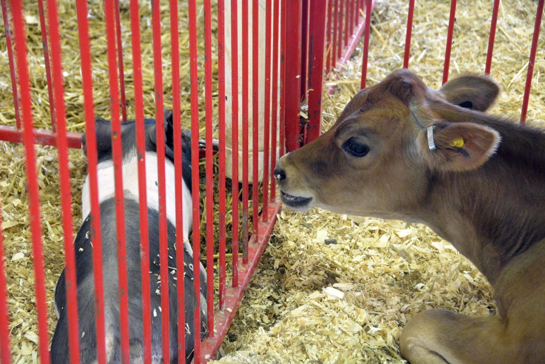 Saturday at the Columbia County Fair